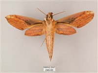 綠背斜紋天蛾藏品圖，第2張