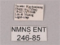 綠背斜紋天蛾藏品圖，第3張