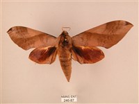 波紋豆天蛾藏品圖，第1張