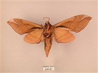 波紋豆天蛾藏品圖，第2張