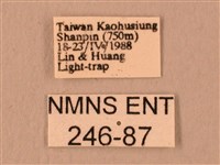 波紋豆天蛾藏品圖，第3張