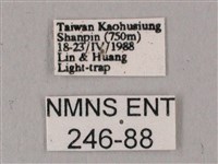 白點天蛾 藏品圖，第3張