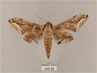 白點天蛾 藏品圖，第1張