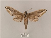 白點天蛾 藏品圖，第2張