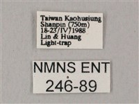 白點天蛾 藏品圖，第3張