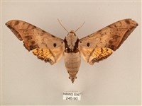 臺灣鷹翅天蛾藏品圖，第1張