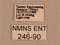 臺灣鷹翅天蛾藏品圖，第3張