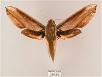 綠背斜紋天蛾藏品圖，第1張