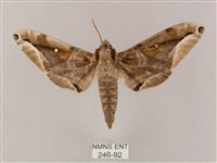 白點天蛾 藏品圖，第1張