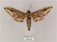 白點天蛾 藏品圖，第2張