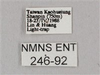 白點天蛾 藏品圖，第3張