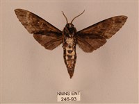 白星天蛾藏品圖，第2張