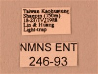 白星天蛾藏品圖，第3張