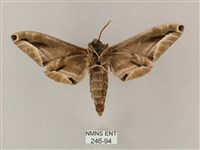 白點天蛾 藏品圖，第2張