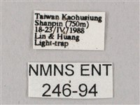 白點天蛾 藏品圖，第3張