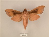 背中白天蛾藏品圖，第2張