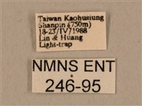 背中白天蛾藏品圖，第3張