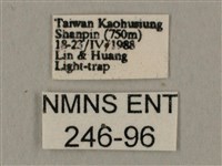 斜線天蛾藏品圖，第3張