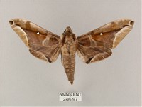 白點天蛾 藏品圖，第1張