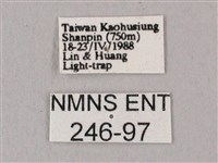 白點天蛾 藏品圖，第3張