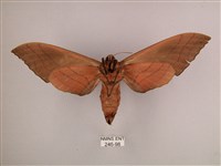 直翅六點天蛾藏品圖，第2張