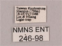 直翅六點天蛾藏品圖，第3張