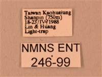 波紋豆天蛾藏品圖，第3張