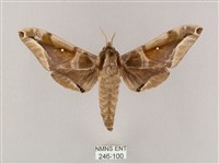 白點天蛾 藏品圖，第1張