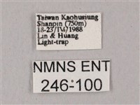 白點天蛾 藏品圖，第3張