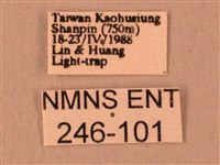 波紋豆天蛾藏品圖，第3張