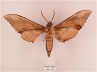 栗六點天蛾藏品圖，第2張