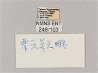 栗六點天蛾藏品圖，第3張