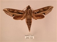 斜線天蛾藏品圖，第1張