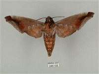 全緣缺角天蛾藏品圖，第2張