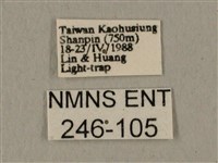 全緣缺角天蛾藏品圖，第3張