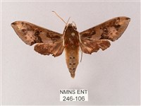 雙斑白肩天蛾藏品圖，第1張