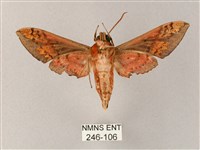 雙斑白肩天蛾藏品圖，第2張