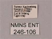 雙斑白肩天蛾藏品圖，第3張