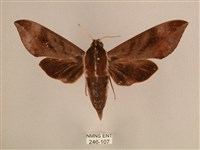 背中白天蛾藏品圖，第1張