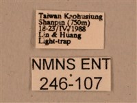 背中白天蛾藏品圖，第3張