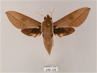 斜線天蛾藏品圖，第1張