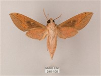 斜線天蛾藏品圖，第2張