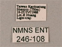 斜線天蛾藏品圖，第3張