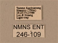 背中白天蛾藏品圖，第3張