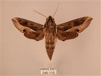 斜線天蛾藏品圖，第1張