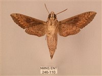 斜線天蛾藏品圖，第2張