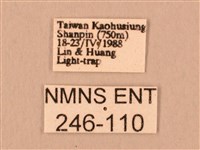 斜線天蛾藏品圖，第3張