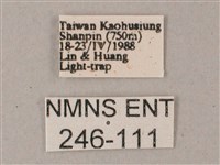 間斷斜紋天蛾藏品圖，第3張