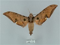 裂斑鷹翅天蛾藏品圖，第1張