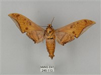 裂斑鷹翅天蛾藏品圖，第2張